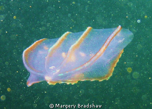 Comb Jelly Fish, Ft. Weathrill, Jamestown, RI by Margery Bradshaw 